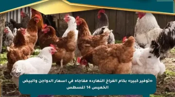 «توفير كبير» بكام الفراخ النهاردة مفاجأة في أسعار الدواجن والبيض الخميس 14 أغسطس
